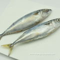 Frozen Pacific Mackerel 300 500 Seafood Product Fish